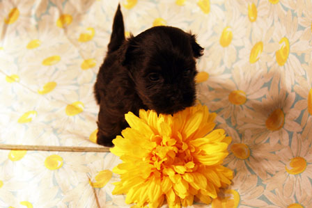 havanese-puppy-in-utah